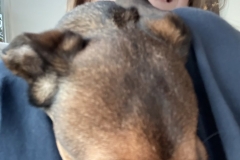 my dog